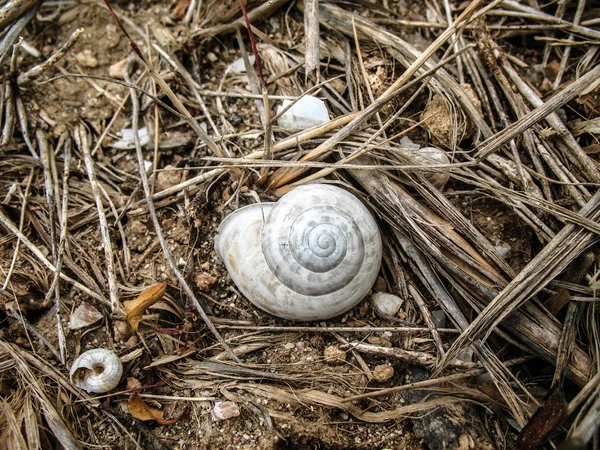 stock image House of the snail