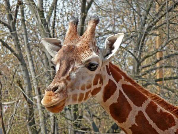 stock image Giraffe