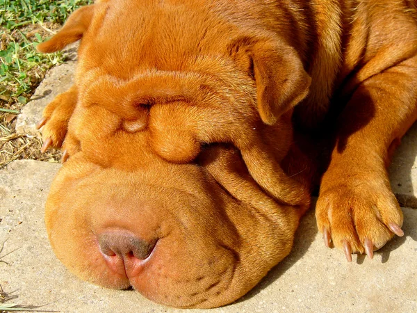 stock image Shar-Pei sleeping