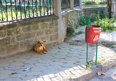 evsiz köpek