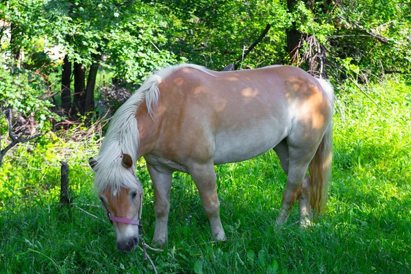 stock image Coffee-with-milk-colored horse