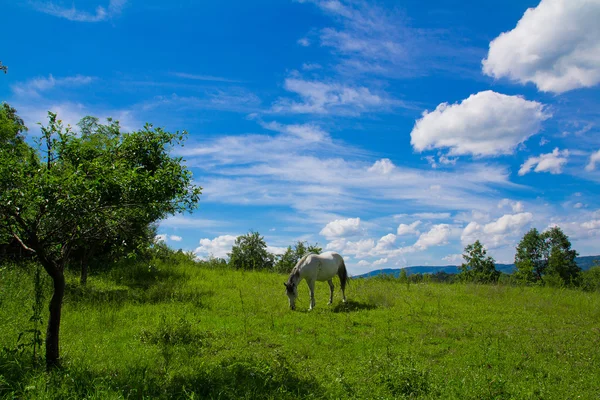 White horse on pasture — Stock Photo, Image