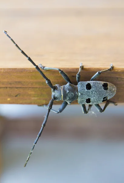 Beetle crawling on the edge — Stock Photo, Image