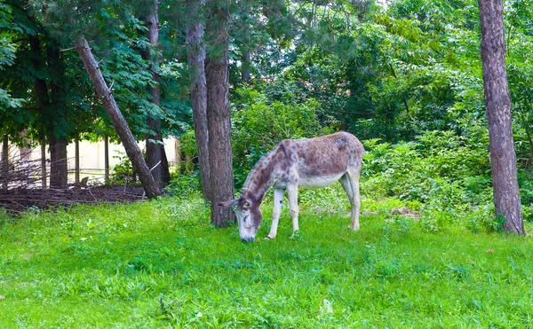 stock image Small donkey in the meadow