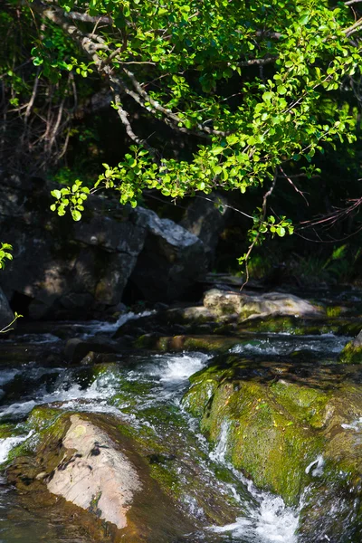 Река, камни и зеленые листья — стоковое фото