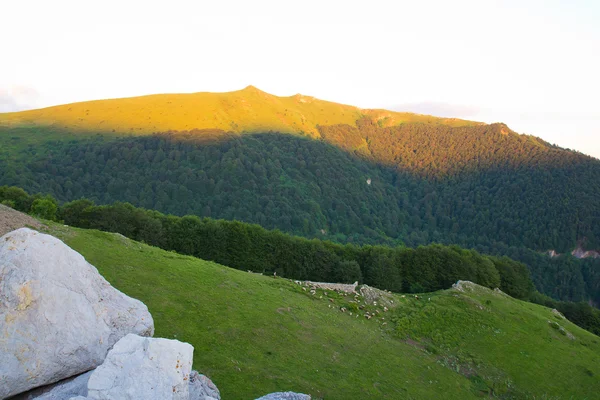 Manada en ladera de montaña — Foto de Stock