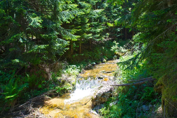 Küçük orman Nehri