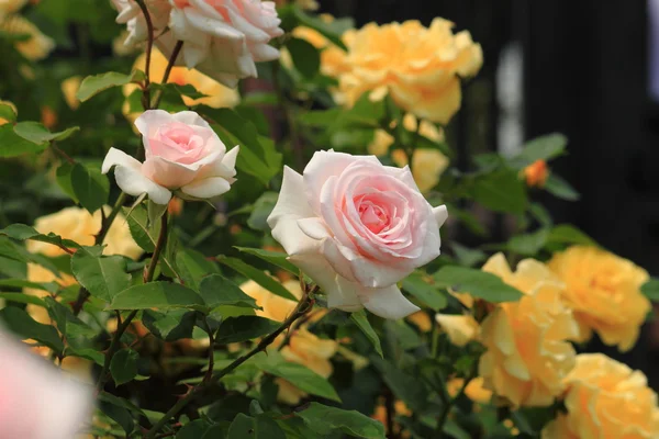 Las rosas arbustivas Imagen de archivo