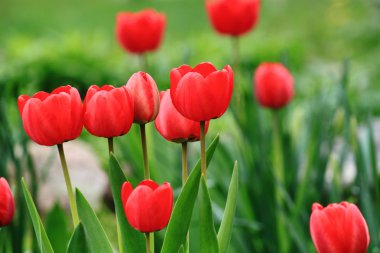 Red tulips in the city park clipart