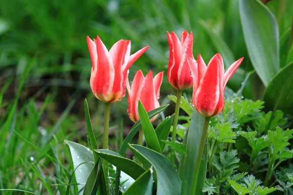 Червоні тюльпани в ранкову росу — стокове фото
