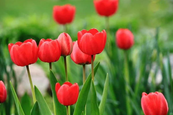 Red tulips in the city park — Stock Photo, Image