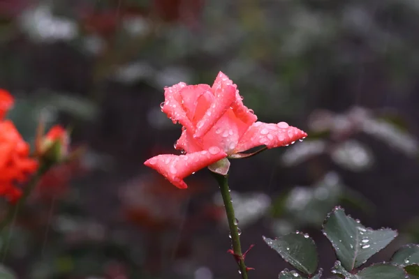 雨の中で赤いバラが — ストック写真