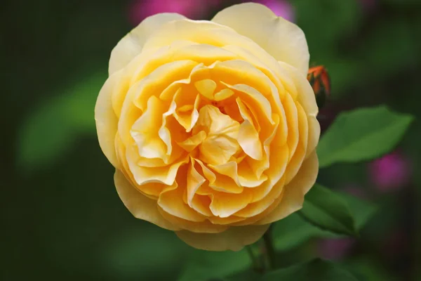 Rosa amarilla —  Fotos de Stock