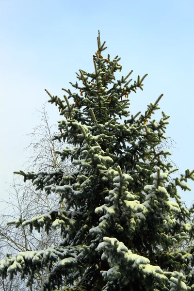 Een spar-boom is in het winter forest — Stockfoto