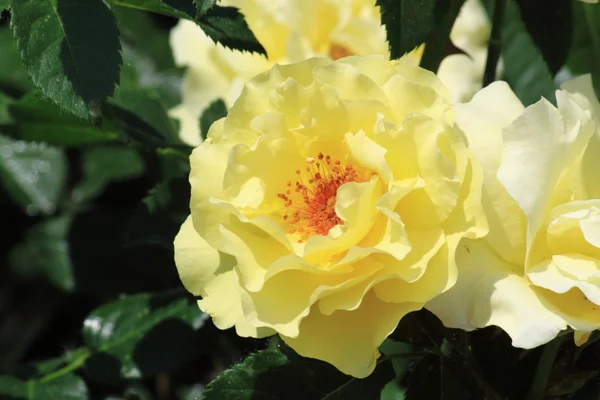 Жовті троянди Стокове Фото