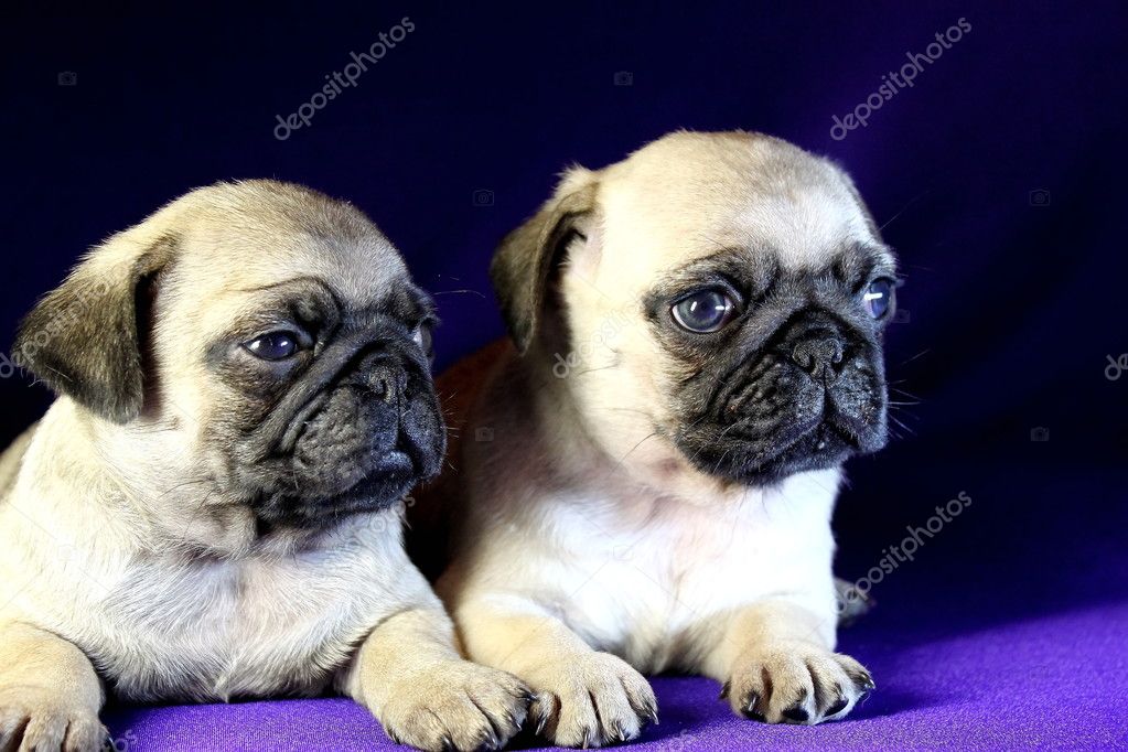 Beautiful puppies of pug Stock Photo by ©Vadim05 10925217