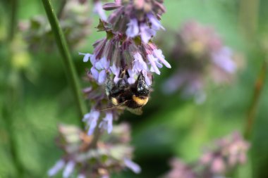 Çiçekteki yaban arısı