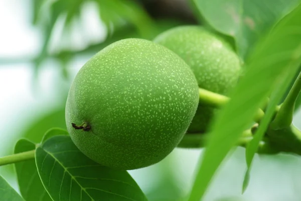 Зелений волоський горіх Стокове Фото