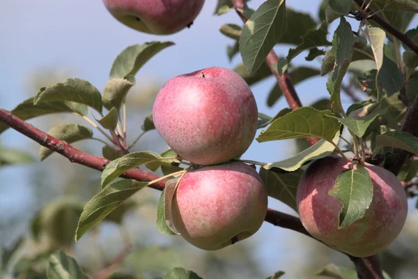 stock image Apple trees with red apples