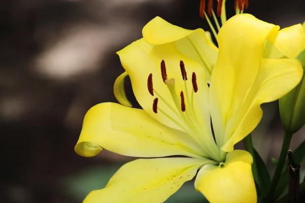 Beautiful Yellow Lilies — Stock Photo, Image