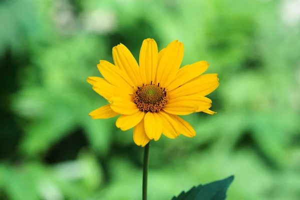 Camomila amarilla hermosa —  Fotos de Stock