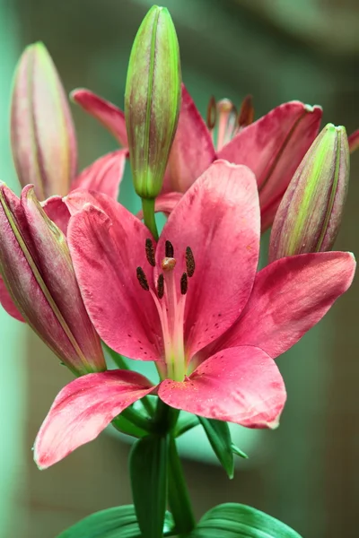 Beautiful Rose Lilies — Stock Photo, Image