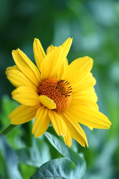 Желтый цветок Лицензионные Стоковые Изображения