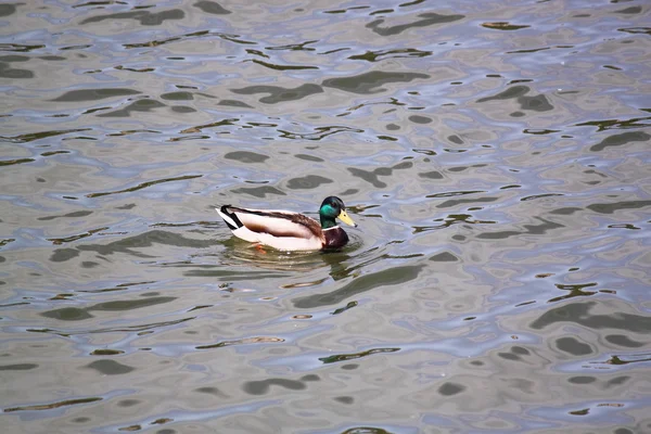 Pato selvagem para a lagoa — Fotografia de Stock