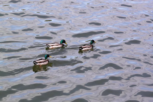Divoké kachny v k rybníku — Stock fotografie