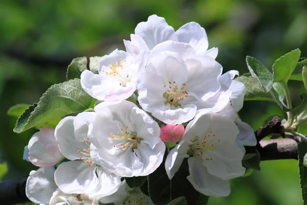 Яблуня в цвітіння Ліцензійні Стокові Фото