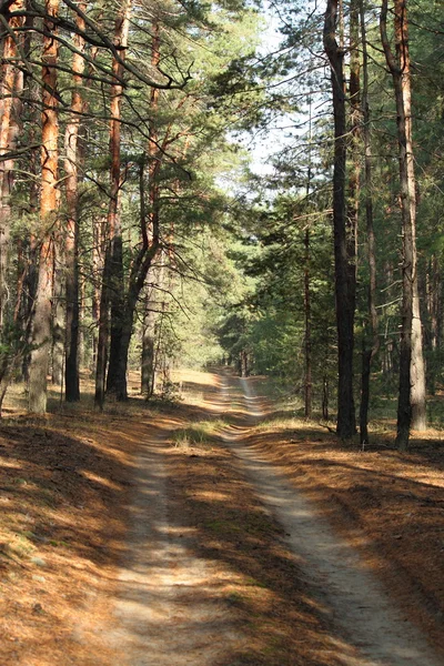 stock image Autumn forest