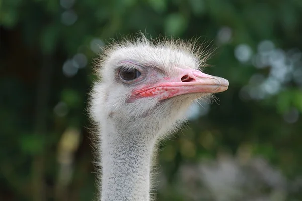 Attentive look of ostrich — Stock Photo, Image