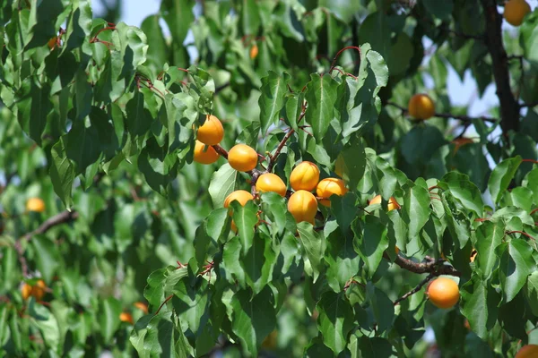 stock image Ripe Apricots