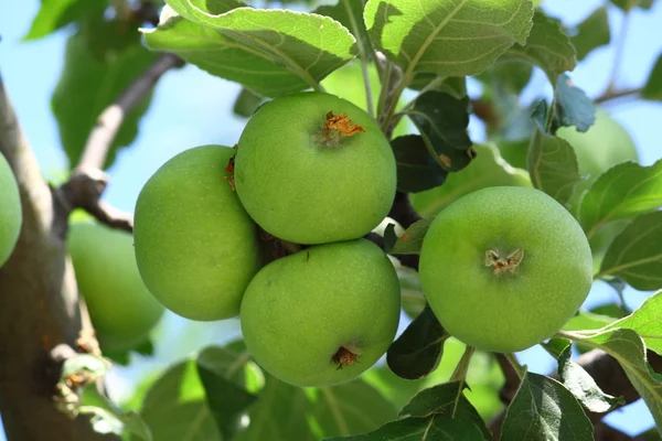 stock image Green Apples