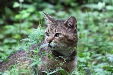 Bahçedeki kedi