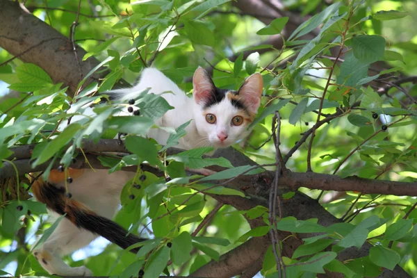 Gatinho em uma árvore — Fotografia de Stock