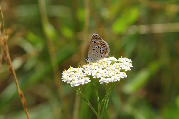 stock image Butterfly on a flower