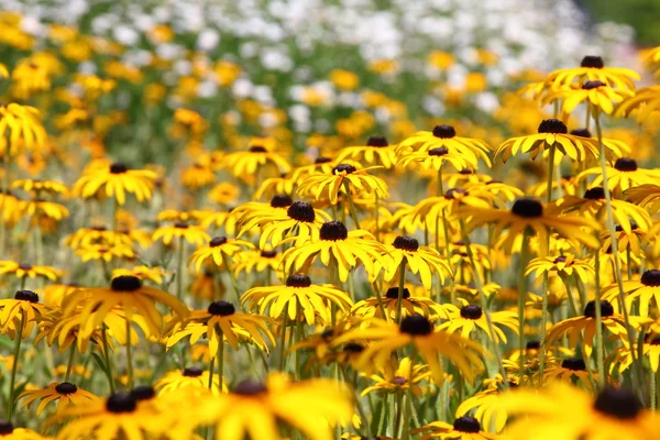 Prado con flores amarillas —  Fotos de Stock