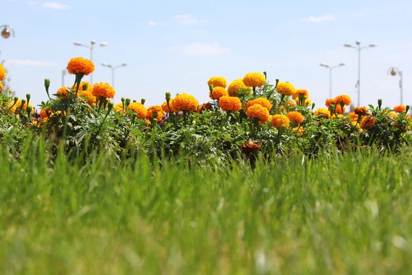 Padang rumput dengan bunga kuning — Stok Foto