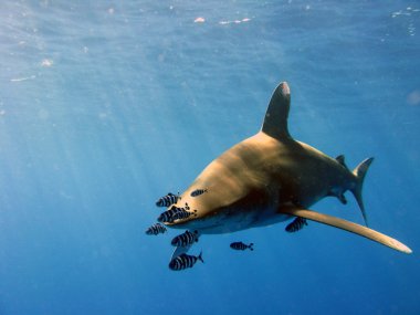 Oceanic White Tip Shark clipart