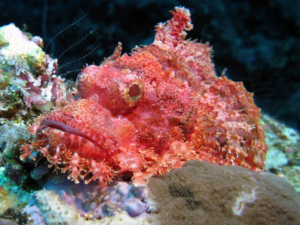 Scorpianfish barbudo Imagem De Stock