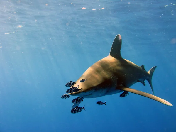 해양 화이트 팁 상어 스톡 이미지