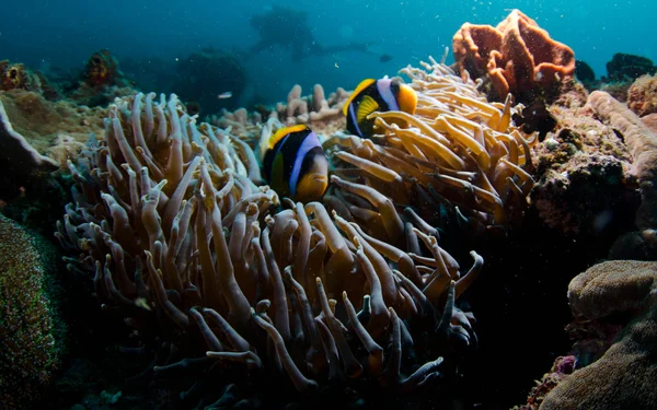 Clownfish in Anenome — Stock Photo, Image