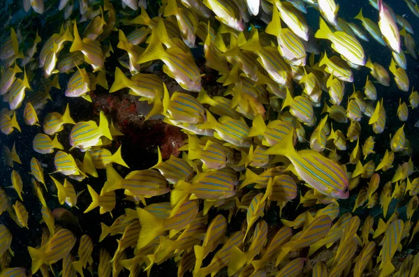 鯛マス ロイヤリティフリーのストック写真