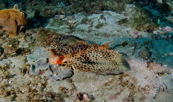 Gurnard volador — Foto de Stock