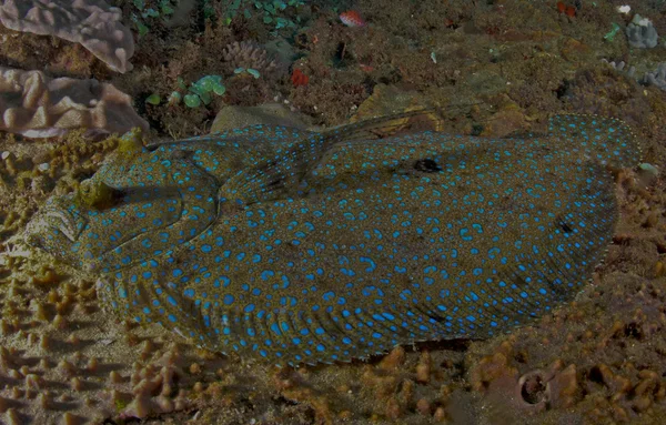 Peacock flundra — Stockfoto