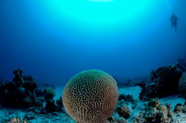 Brain Coral clipart