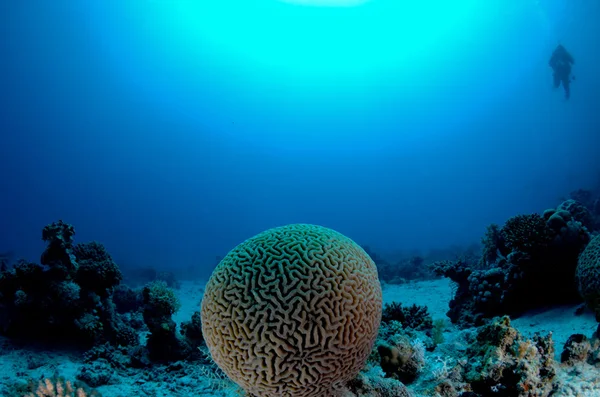 Coral cerebral Fotografia De Stock