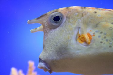 Longhorn cowfish portre