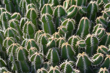 Cactus closeup clipart